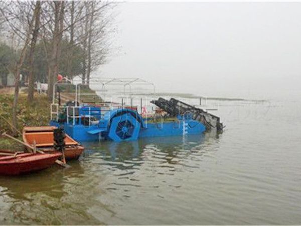 水花生收割船現場