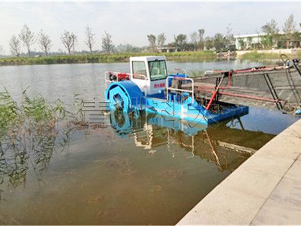 水花生收割船現場 